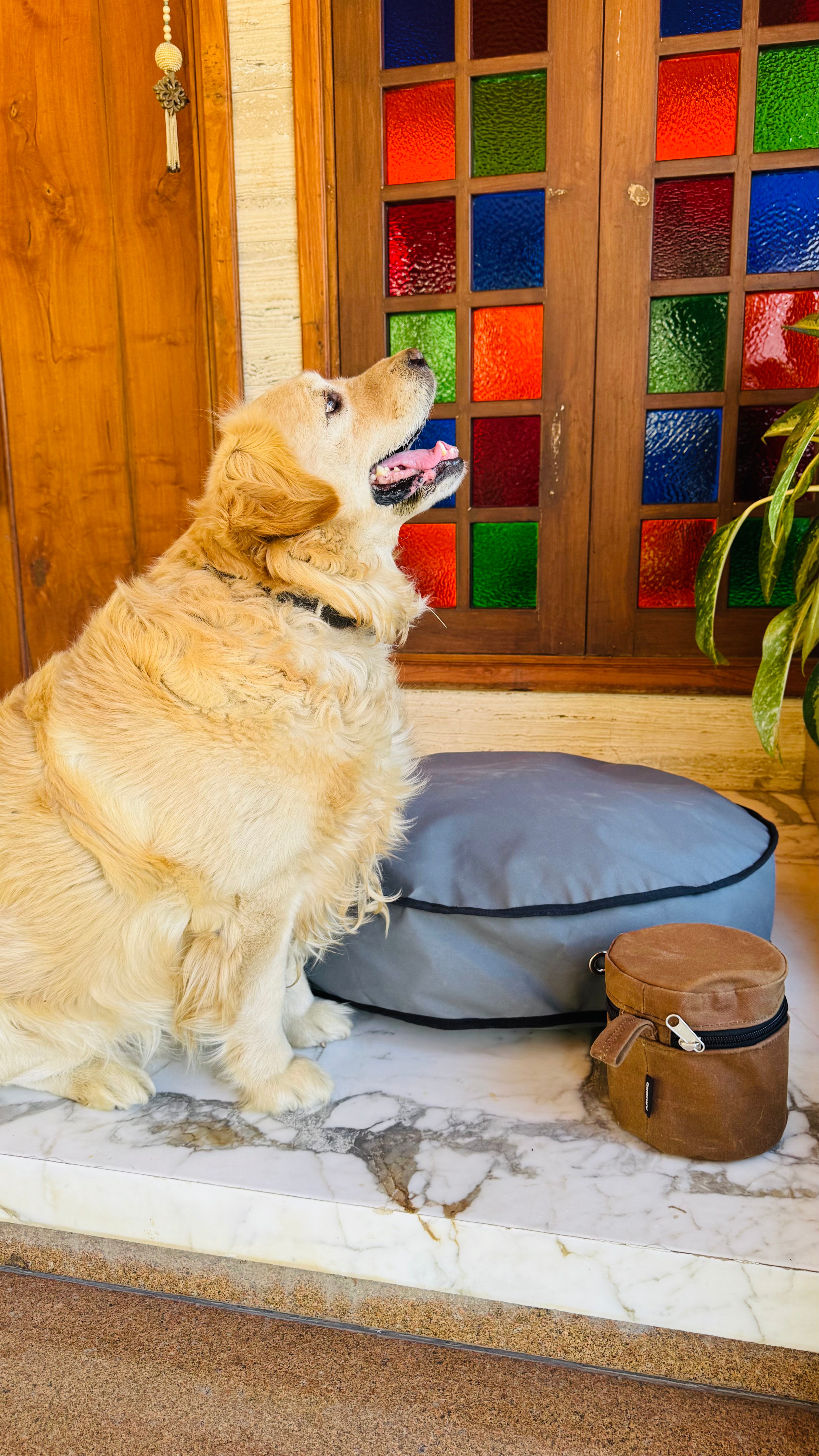 Dog Bed